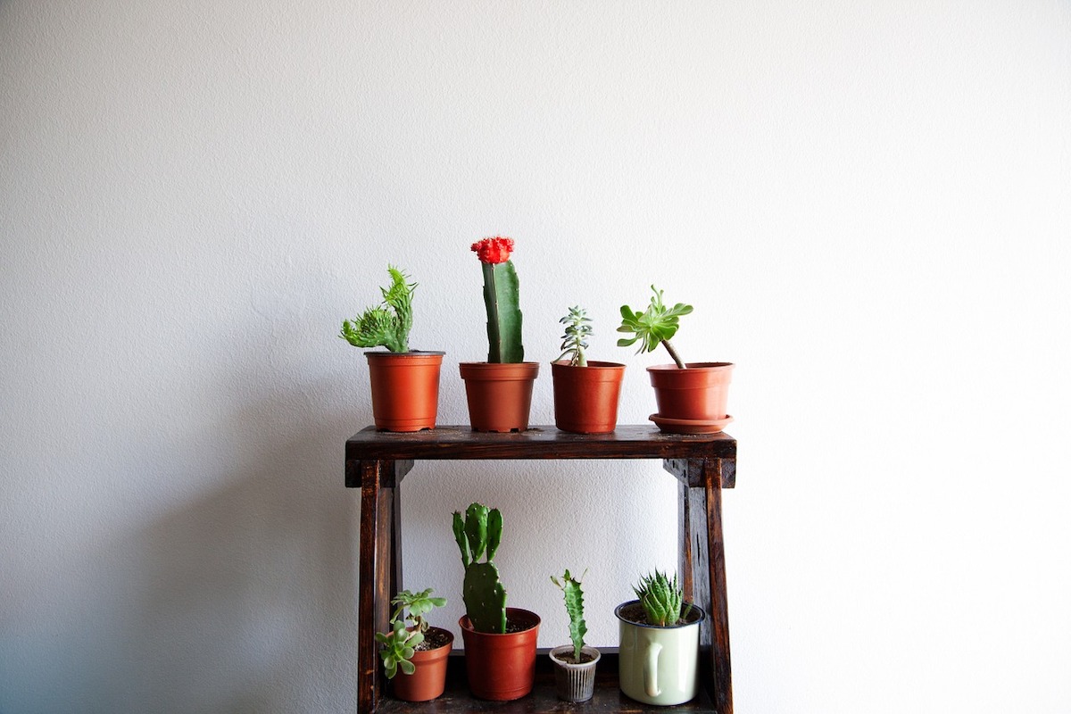caring indoor succulents is easy