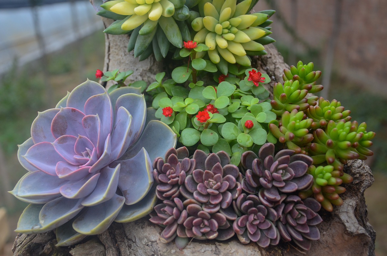 stretched succulents