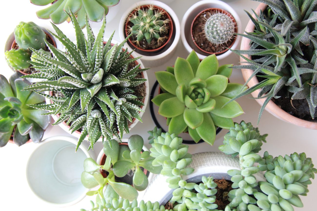 how often should you water succulents?