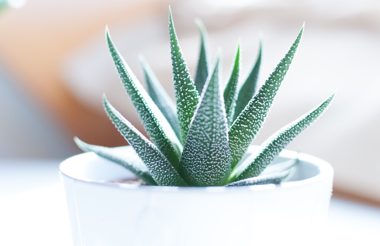 getting rid of bugs and pests in succulents is easy