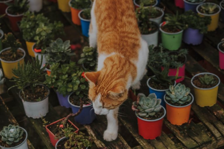 Toxic and Safe Succulents For Cats, Dogs, and other Pets