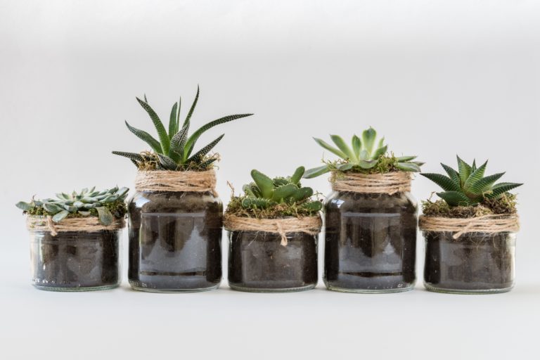 Benefits of Succulents (Medicinal, Cosmetic, Culinary, and more)